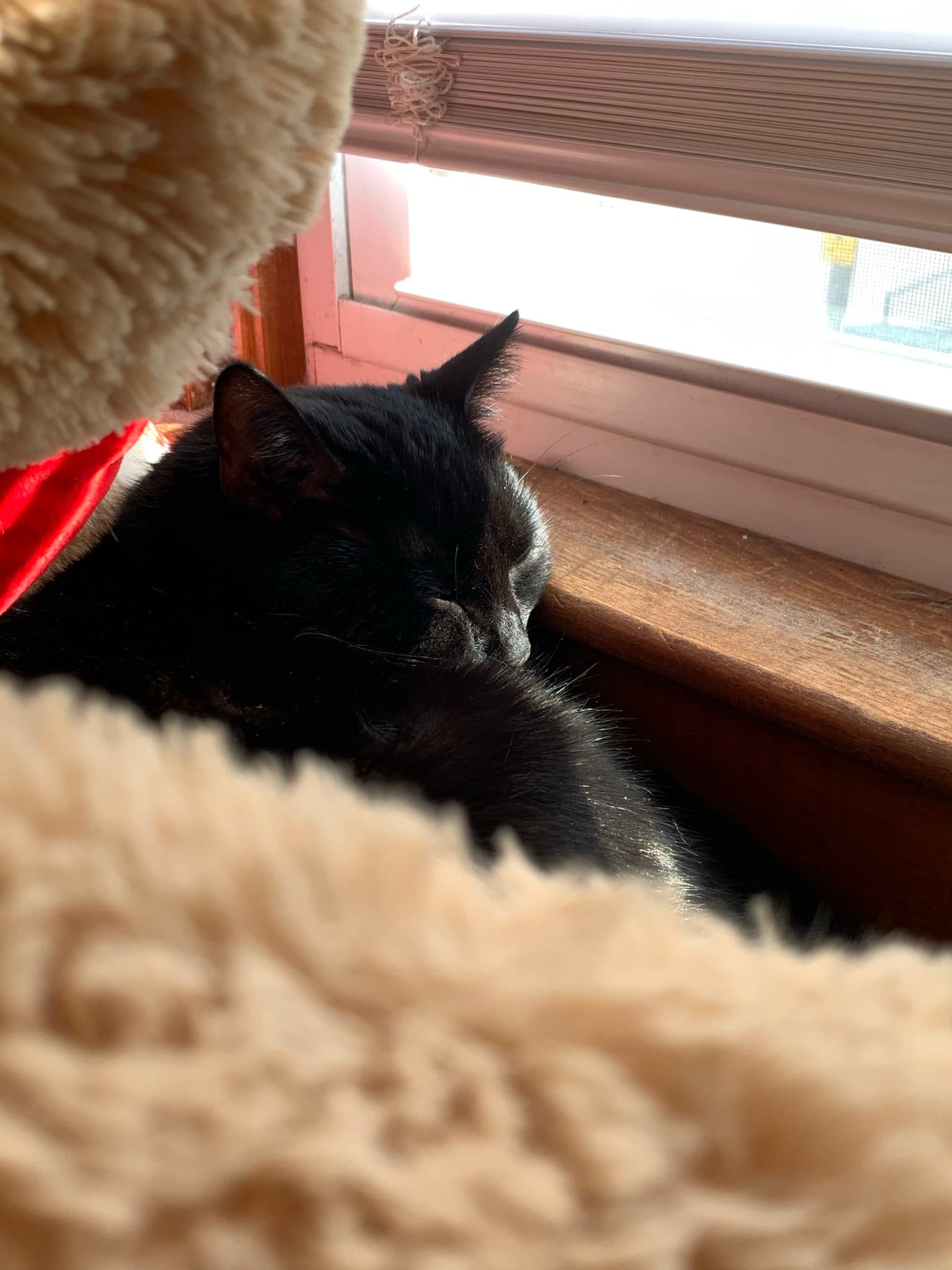 Pet candid moment