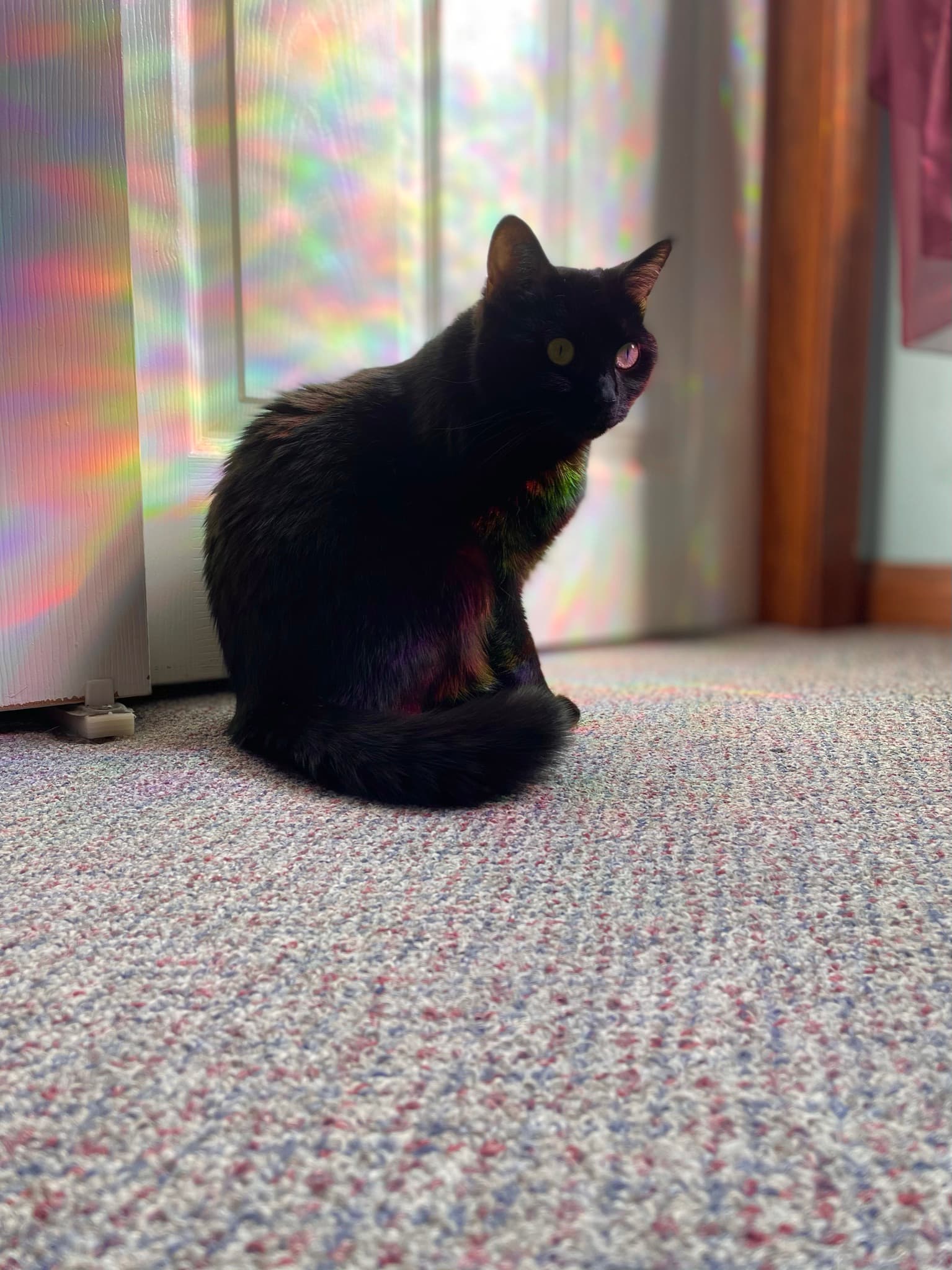Playful pet snapshot