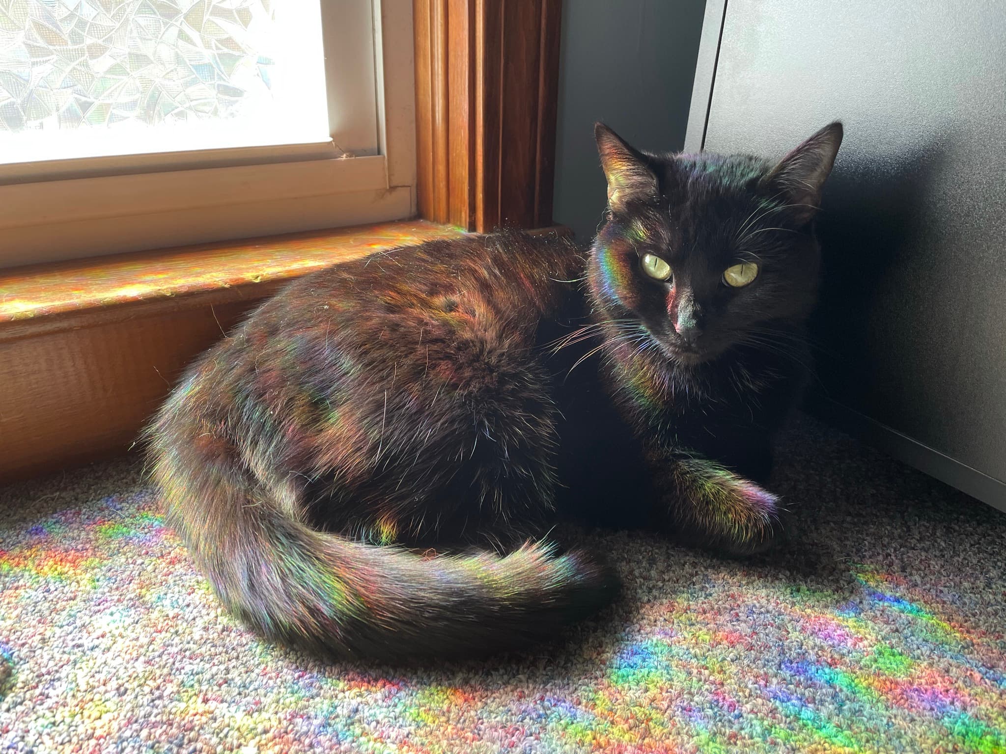 Bright pet portrait