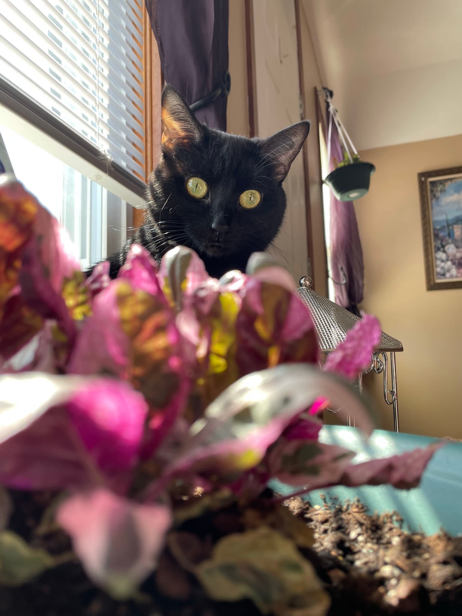 Mouse exploring