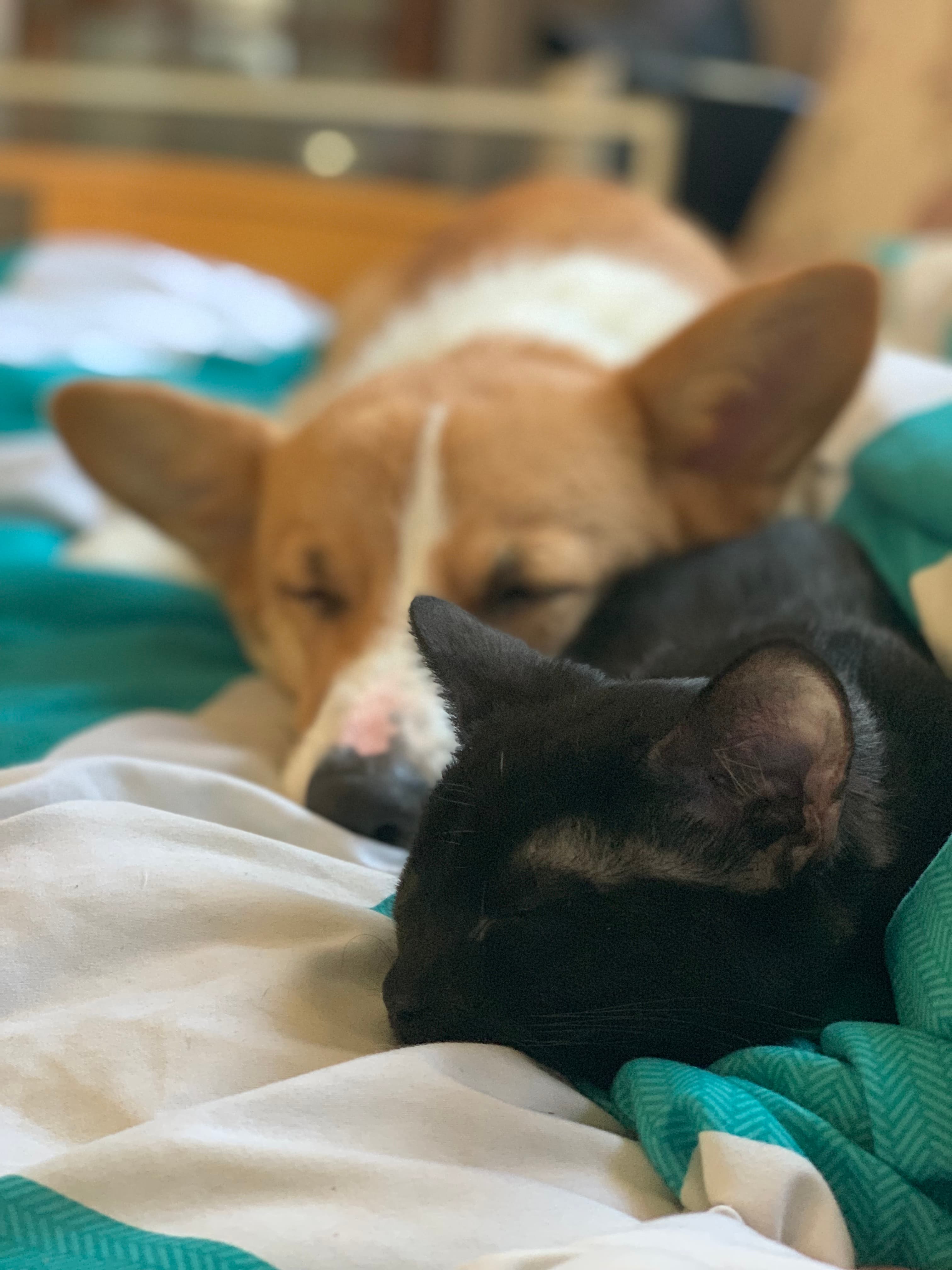 Sleepy pets cuddling